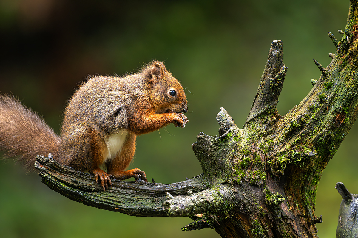 Red Squirrel